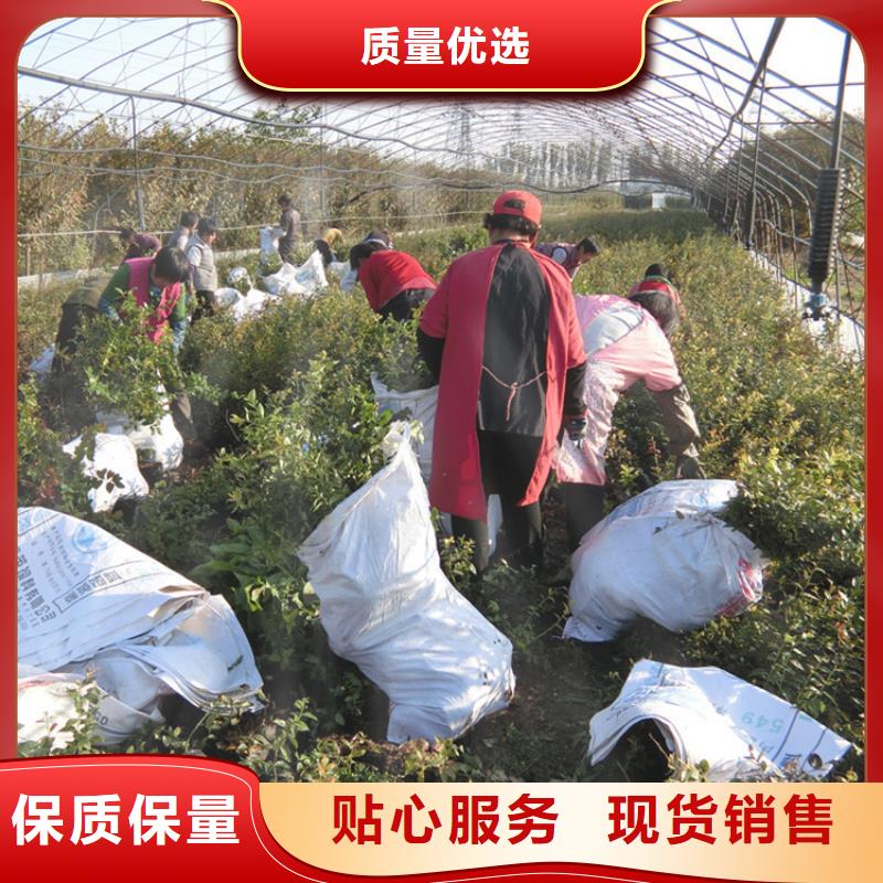 蓝莓苗_【苹果苗】欢迎来厂考察