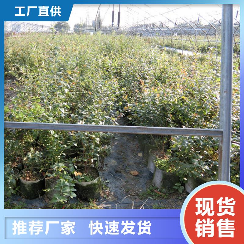蓝莓苗,梨树苗品质有保障