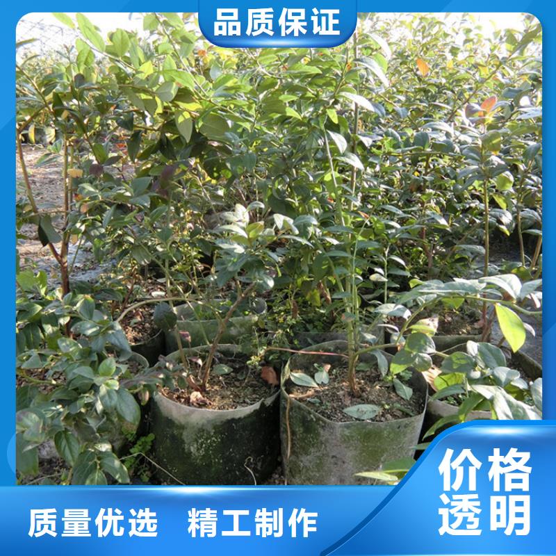 蓝莓苗_板栗苗对质量负责