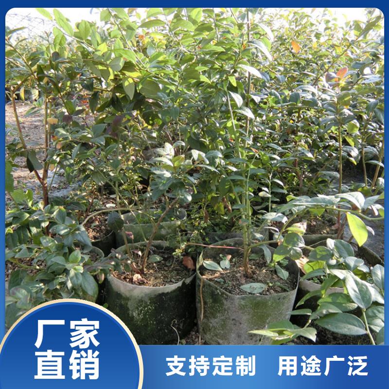 【蓝莓苗】梨树苗N年专注