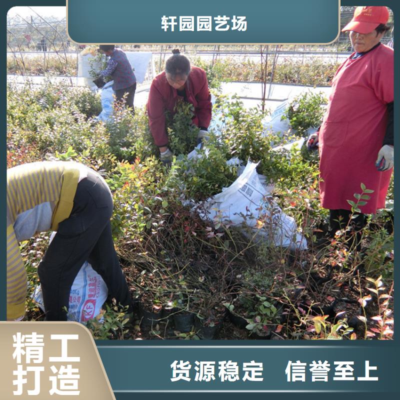 蓝莓苗_【苹果苗】欢迎来厂考察