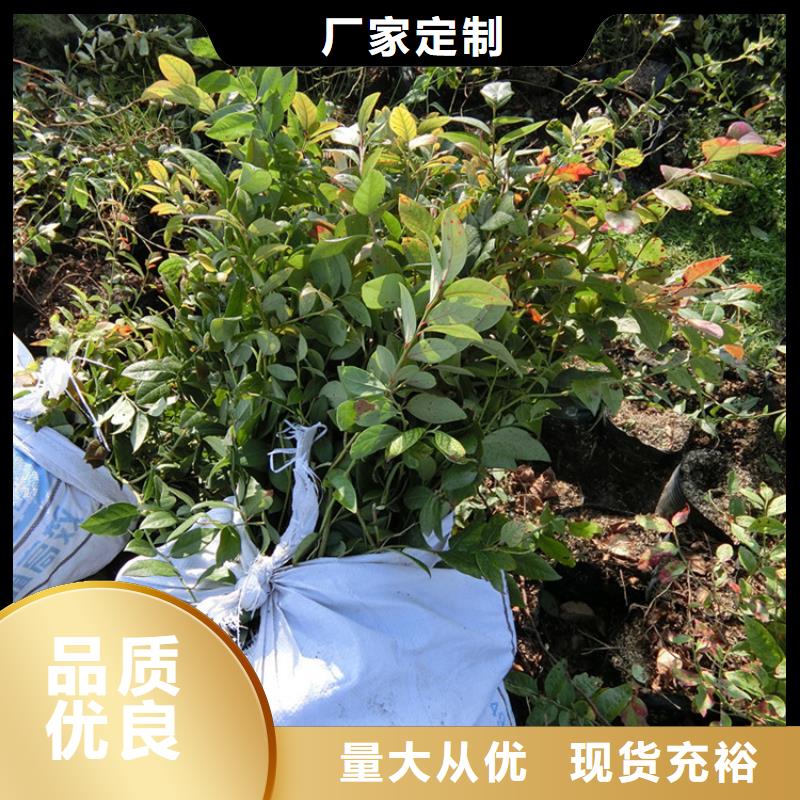 蓝莓苗苹果苗品质保证实力见证