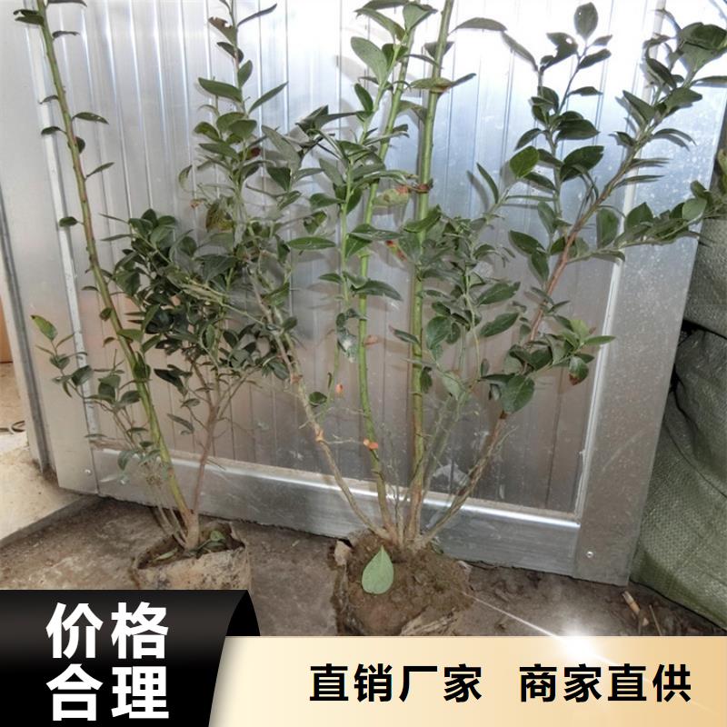 蓝莓苗_【苹果苗】专注生产制造多年