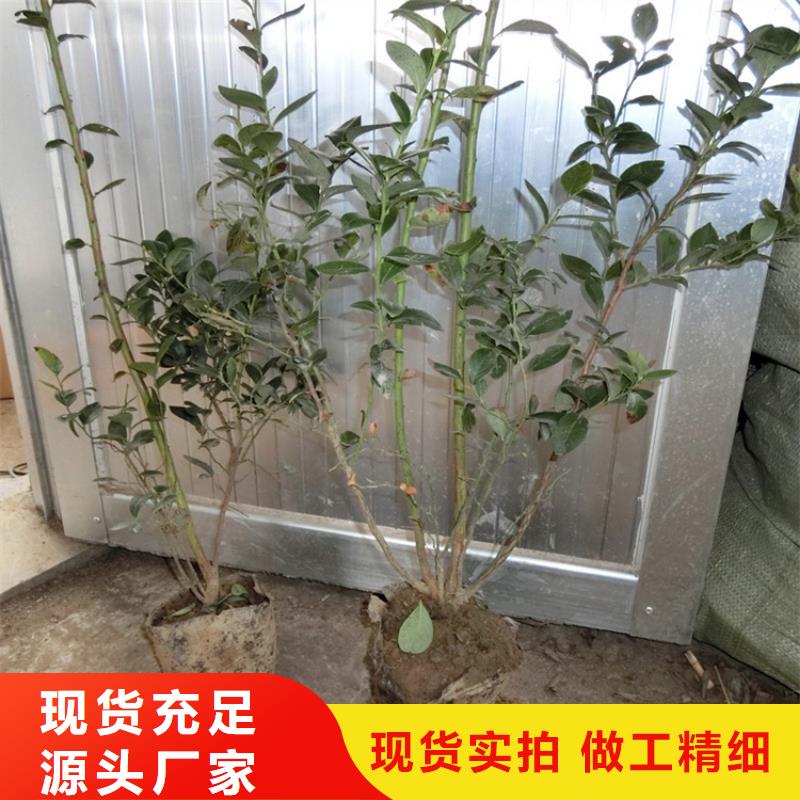 【蓝莓苗】,苹果苗精心选材
