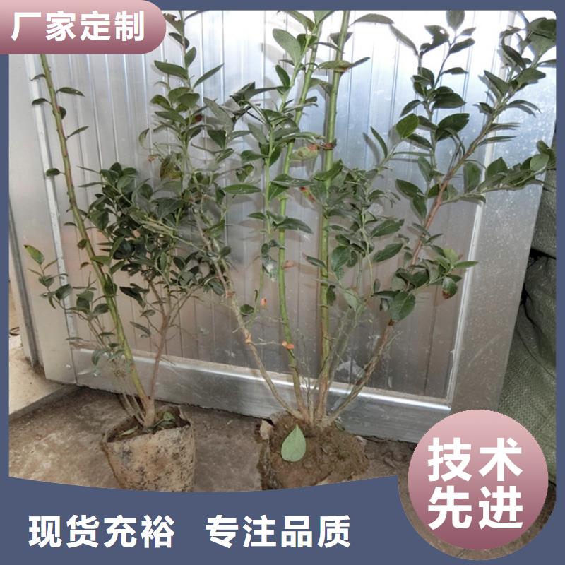 蓝莓苗苹果苗品质之选