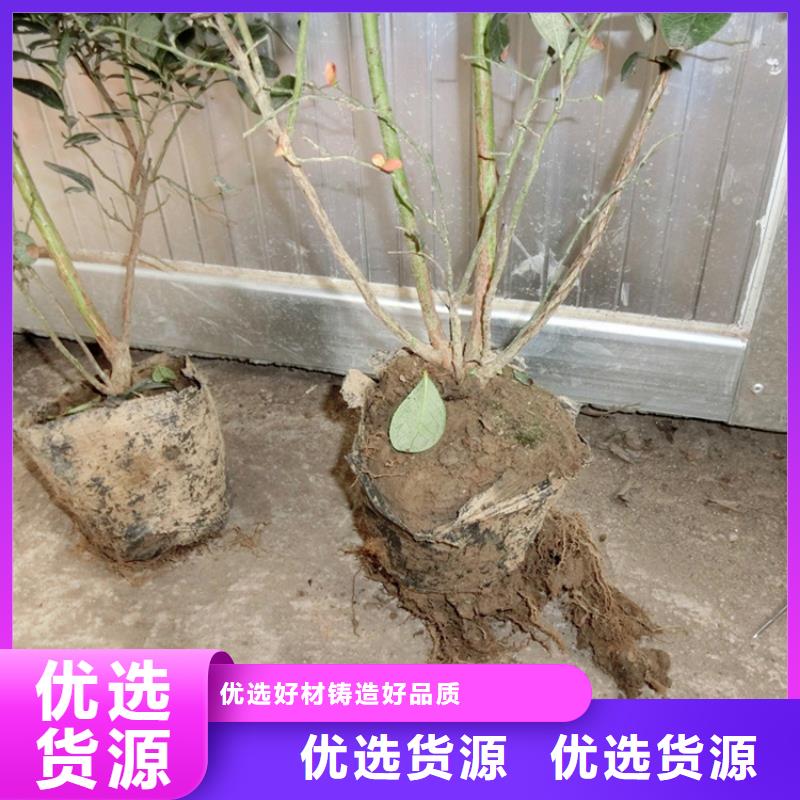 蓝莓苗苹果苗专业完善售后