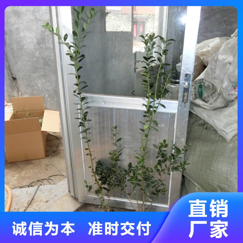蓝莓苗西瓜番石榴苗研发生产销售