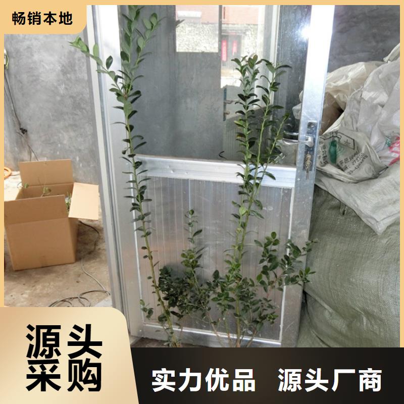 蓝莓苗葡萄苗专业完善售后