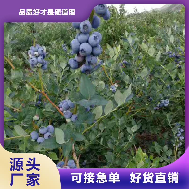 蓝莓苗苹果苗品质保证实力见证