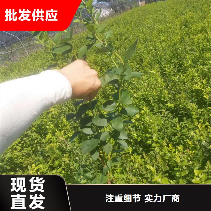 蓝莓苗桃树苗满足多种行业需求