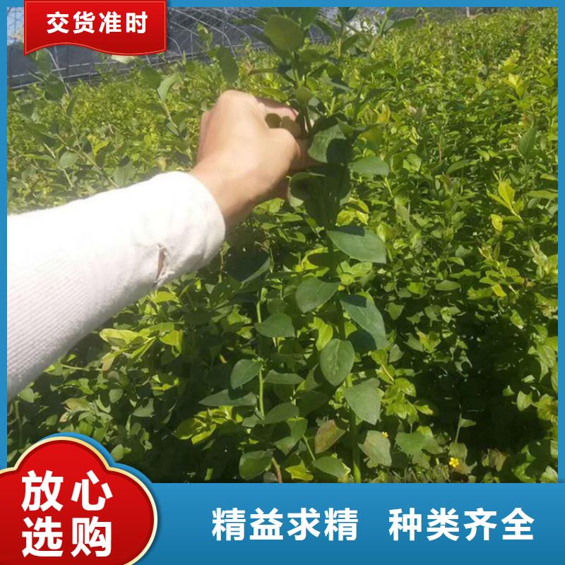 【蓝莓苗】梨树苗N年专注