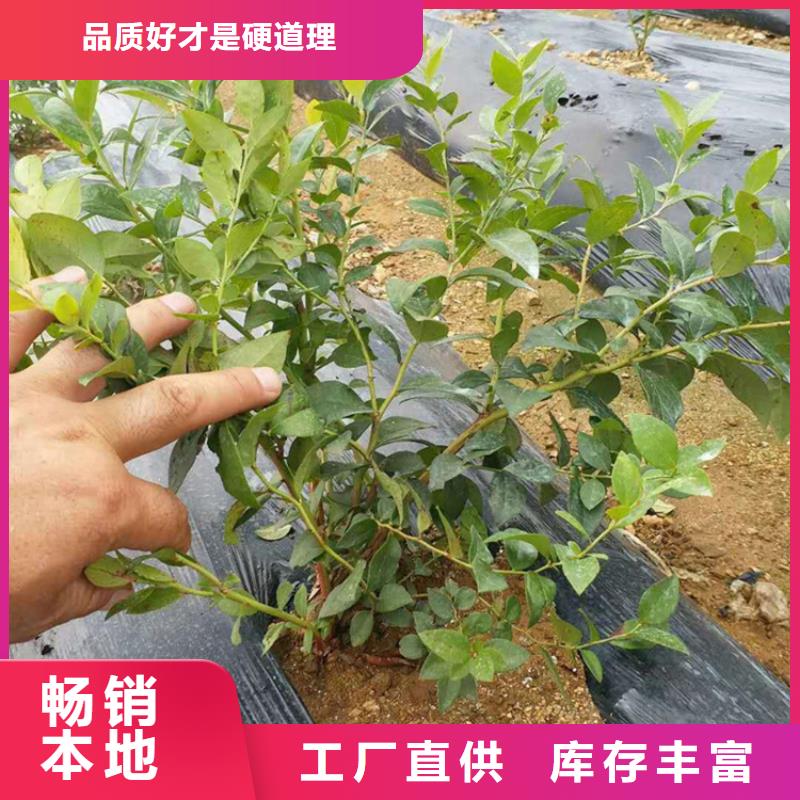 蓝莓苗【无花果苗】支持大小批量采购