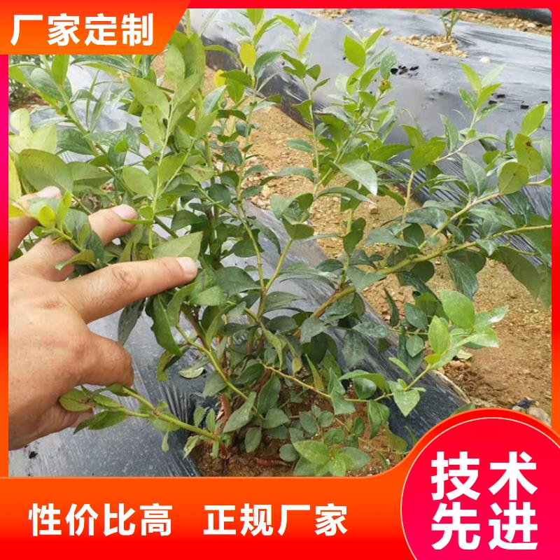 蓝莓苗杏树苗用心细节