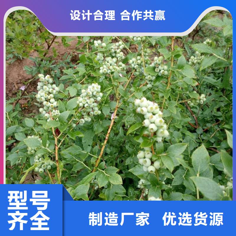 【蓝莓苗石榴树苗N年生产经验】