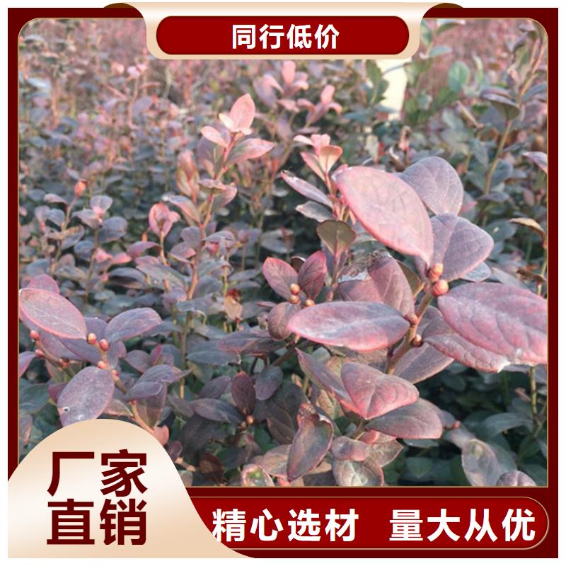 蓝莓苗自产自销