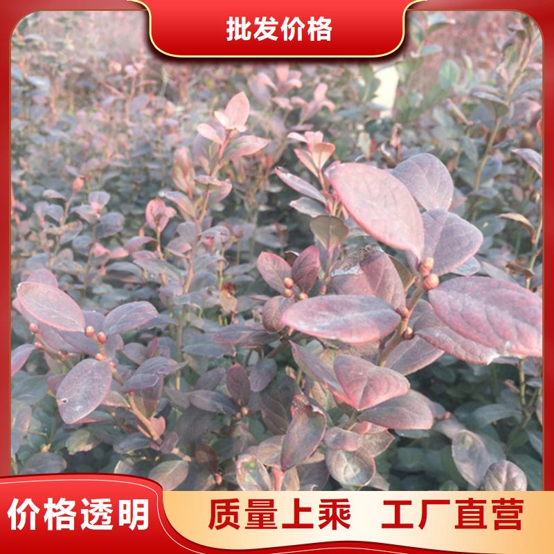 蓝莓苗樱桃苗多年实力厂家
