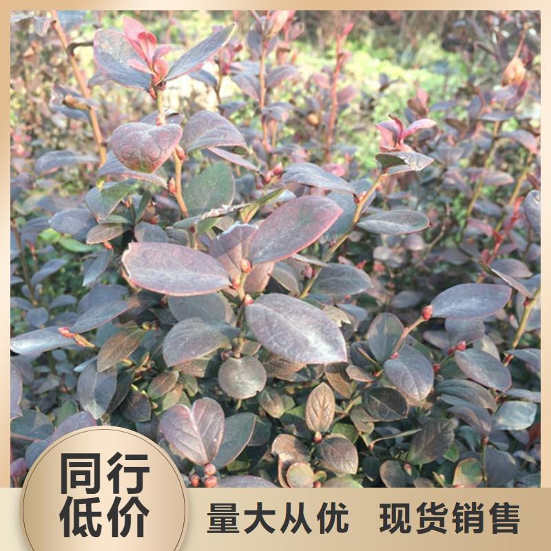 蓝莓苗樱桃苗精工细致打造