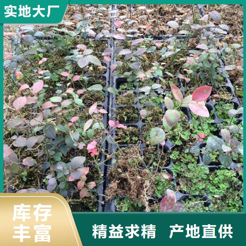 蓝莓苗葡萄苗专业完善售后
