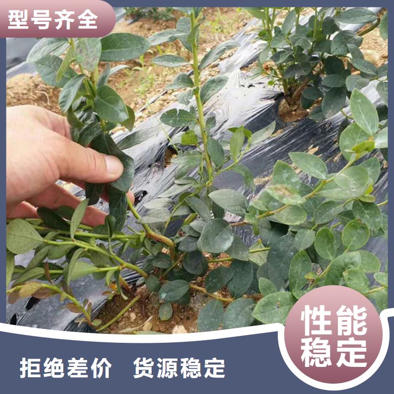 蓝莓苗【樱桃苗】优质原料