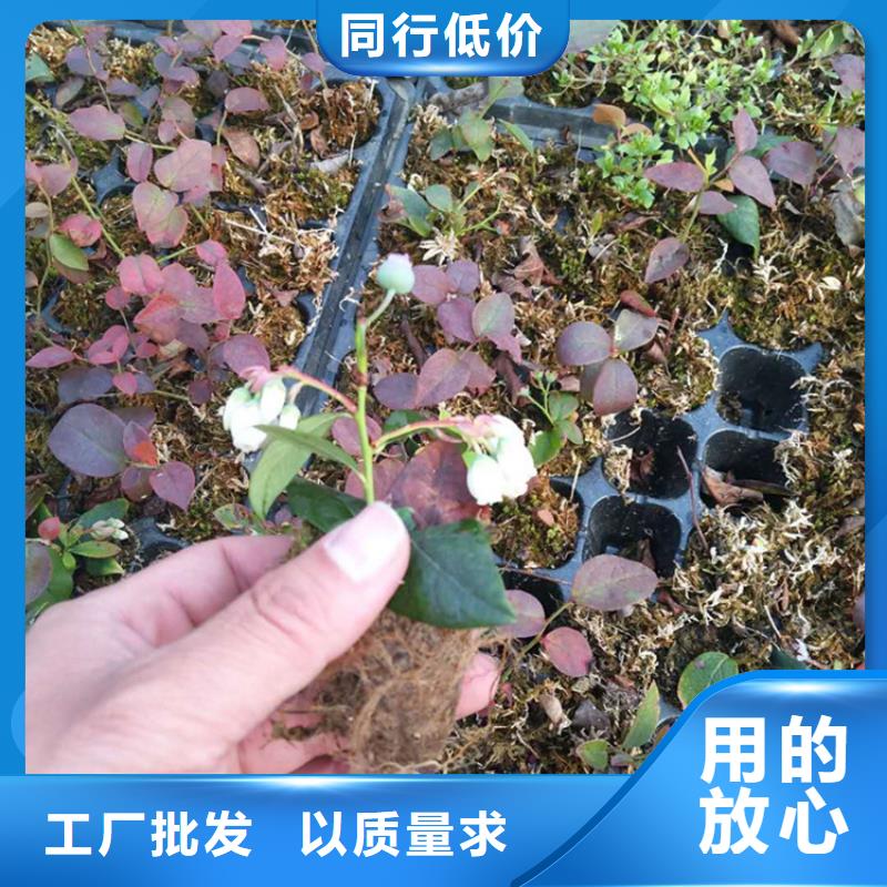 蓝莓苗杏树苗用心细节