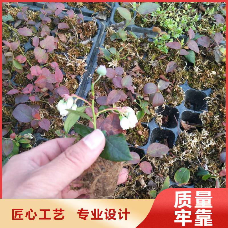 蓝莓苗_【苹果苗】专注生产制造多年