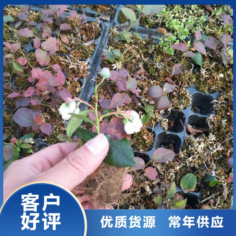 蓝莓苗西瓜番石榴苗研发生产销售