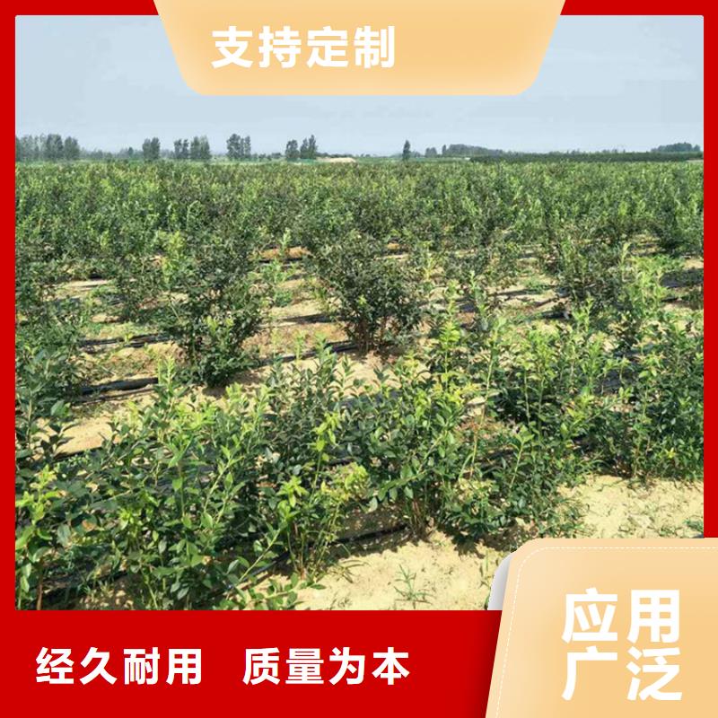 蓝莓苗3公分软籽石榴苗大量现货供应