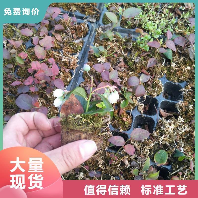 蓝莓苗西瓜苗出货及时