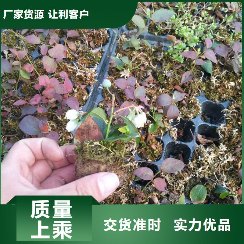蓝莓苗,3公分软籽石榴苗联系厂家