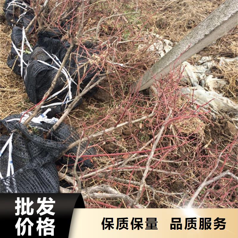 蓝莓苗【无花果苗】支持大小批量采购