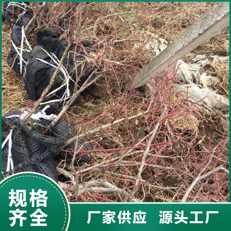 蓝莓苗桃树苗满足多种行业需求