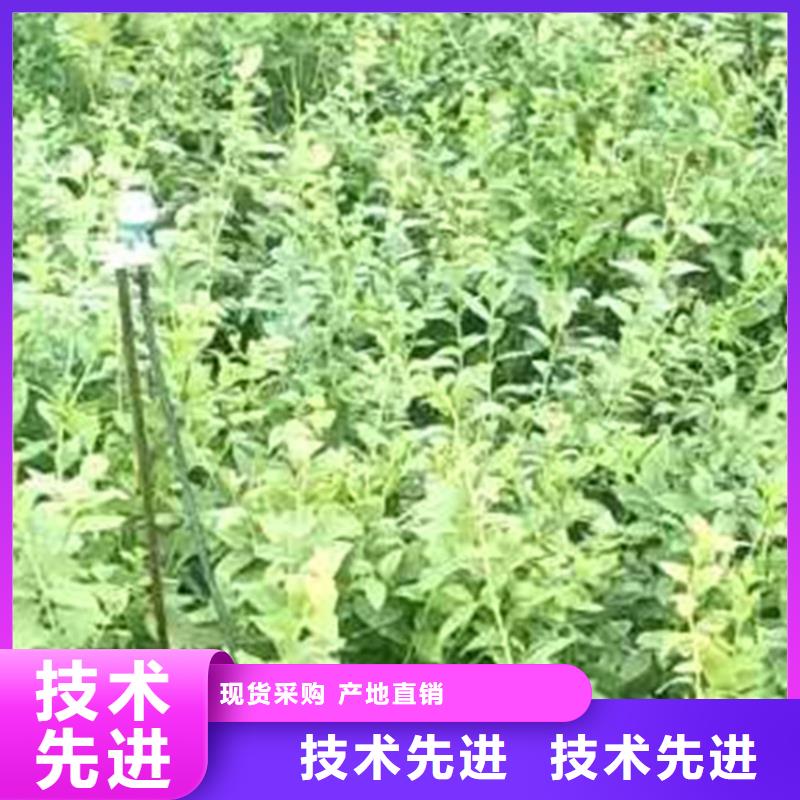蓝莓苗桃树苗满足多种行业需求