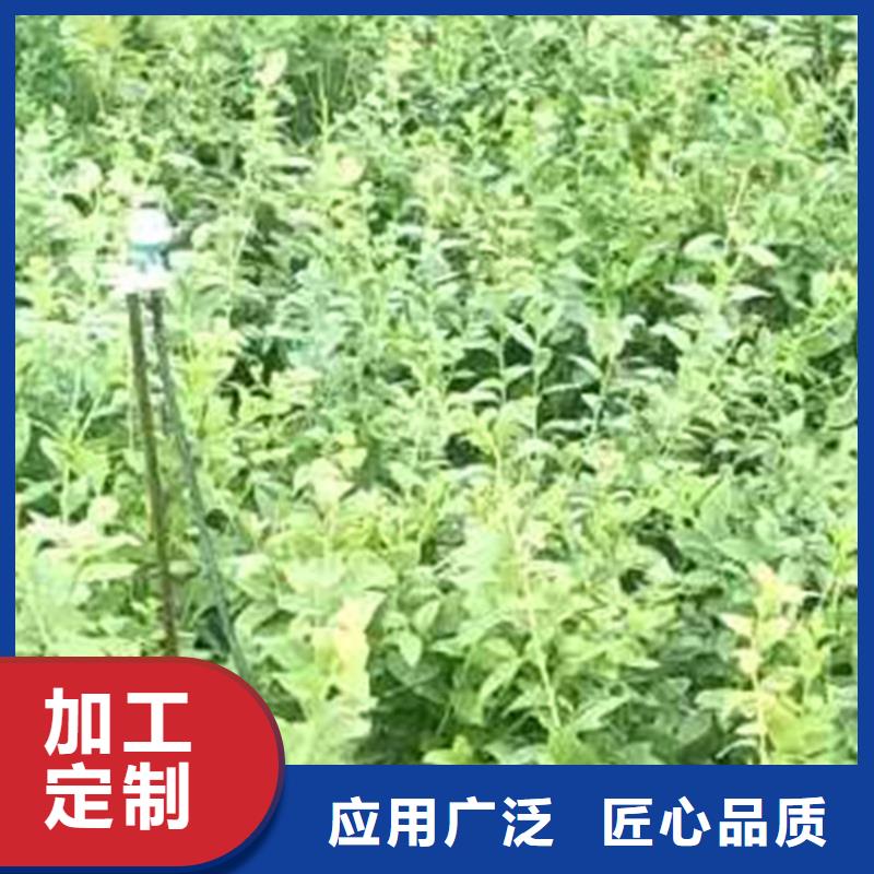 【蓝莓苗,苹果苗厂家直营】