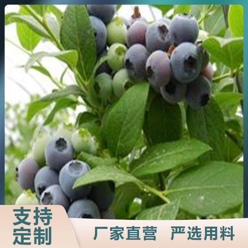 蓝莓苗猕猴桃苗产地采购