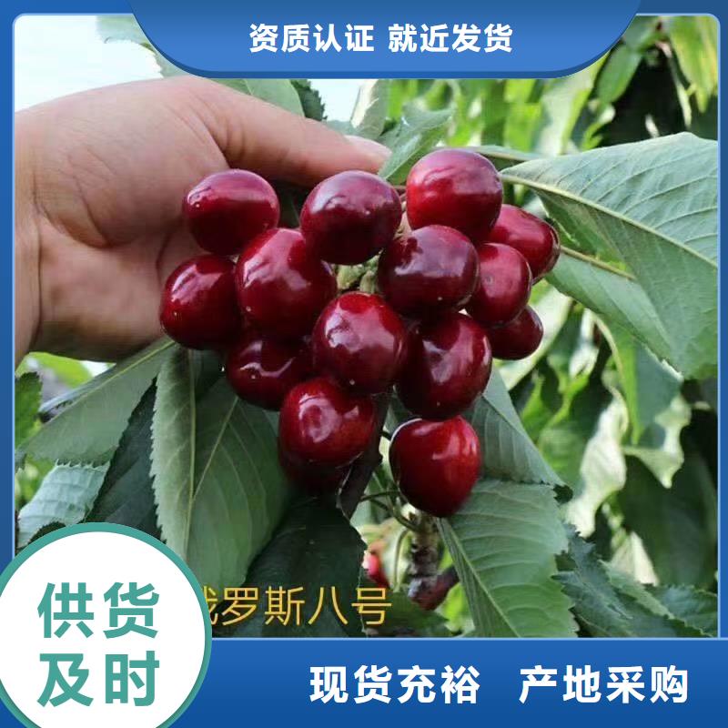 【樱桃_苹果苗注重细节】