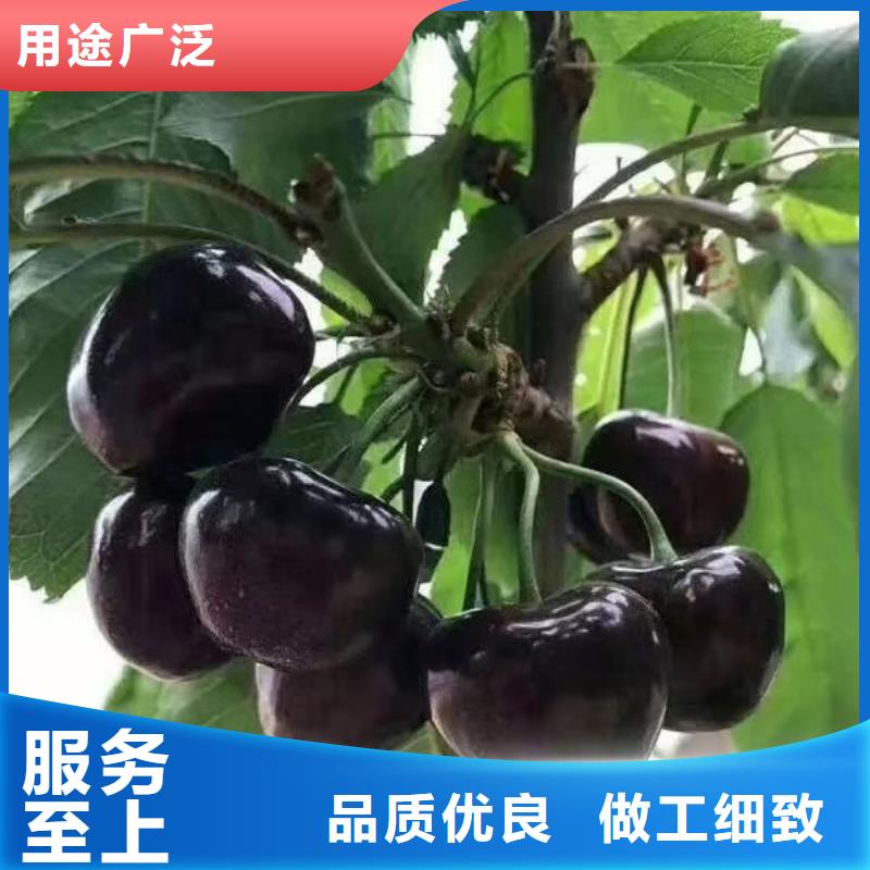 樱桃樱桃苗自产自销