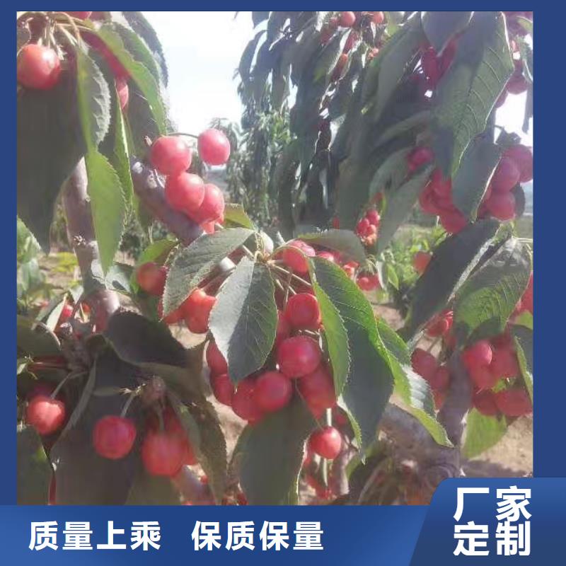樱桃草莓苗一手货源源头厂家