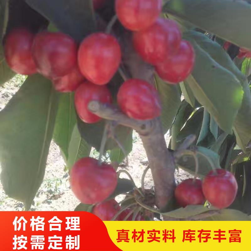 樱桃樱桃苗自产自销