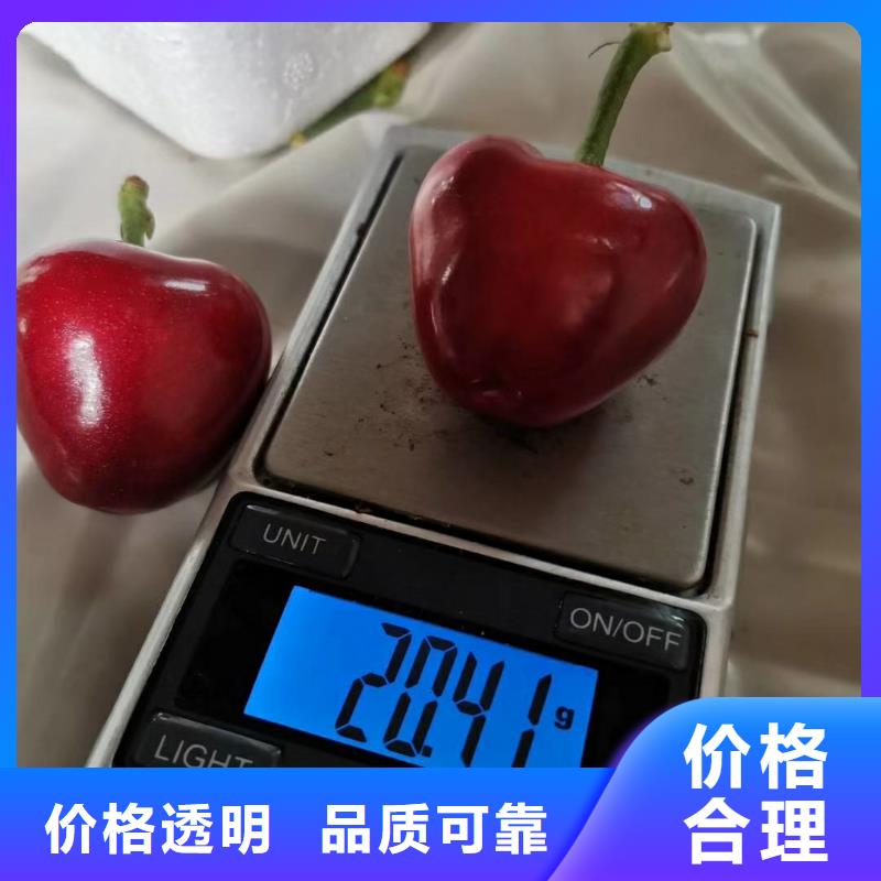 樱桃梨树苗每一处都是匠心制作