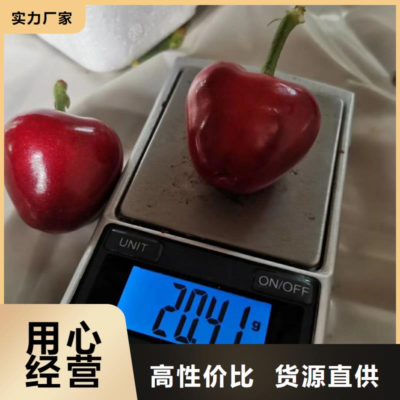 樱桃_苹果苗好品质售后无忧