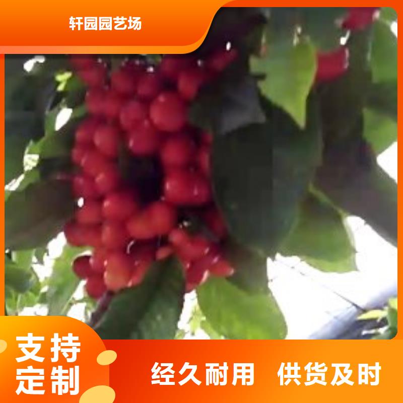 【樱桃】,无花果苗厂家品控严格