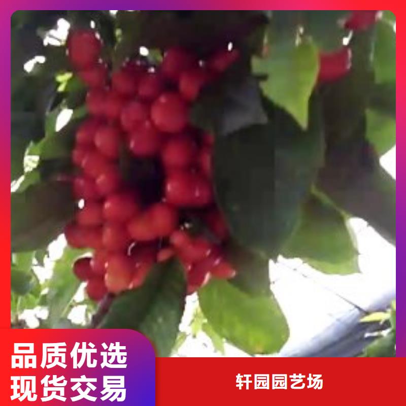 樱桃梨树苗每一处都是匠心制作