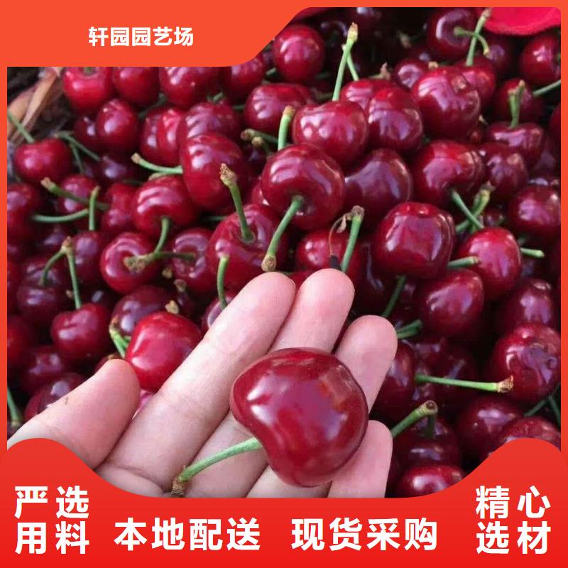 樱桃_猕猴桃苗选择我们选择放心