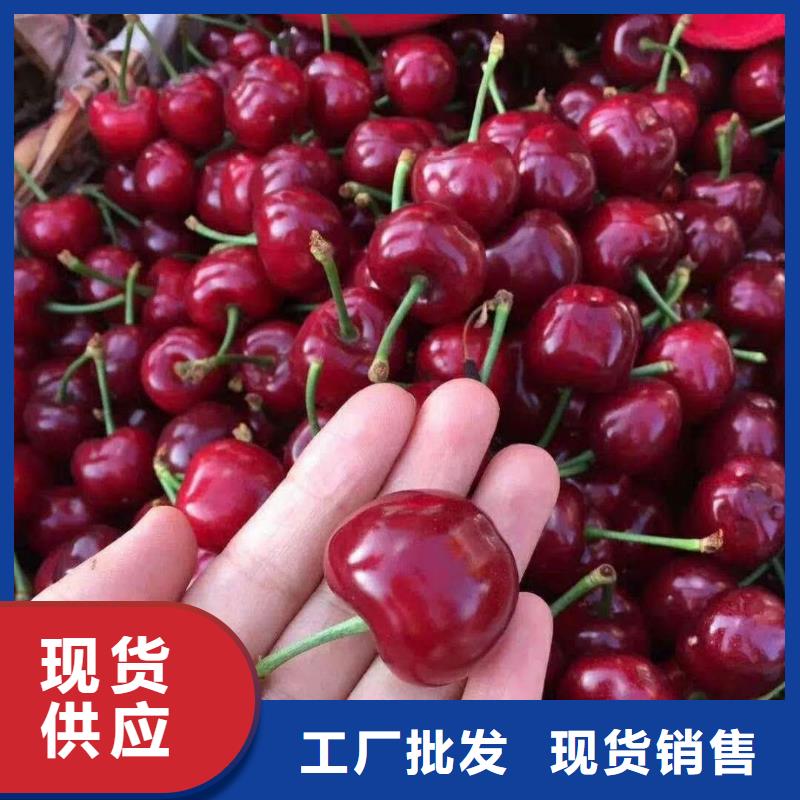 樱桃苹果苗精心选材