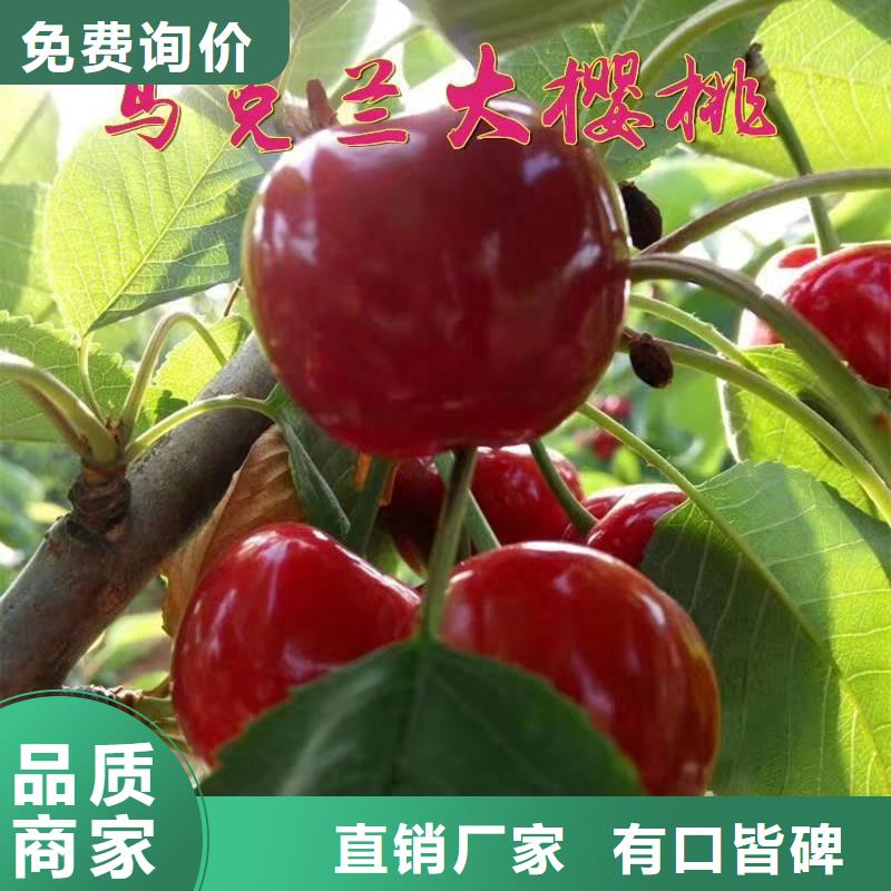 【樱桃】_樱桃苗加工定制