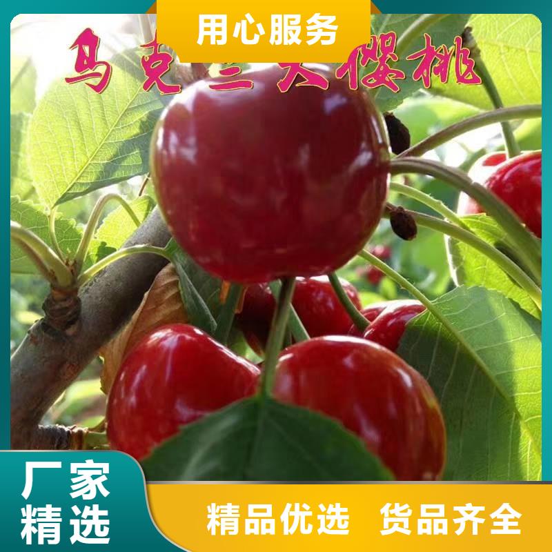 樱桃苹果苗源头厂家供应