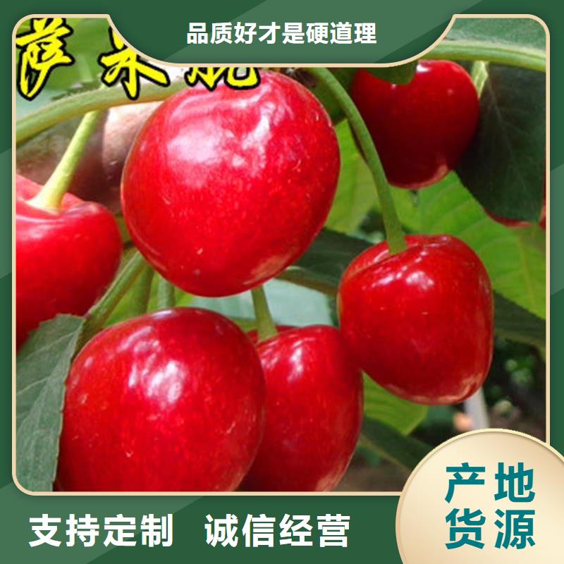 樱桃桃树苗品质无所畏惧