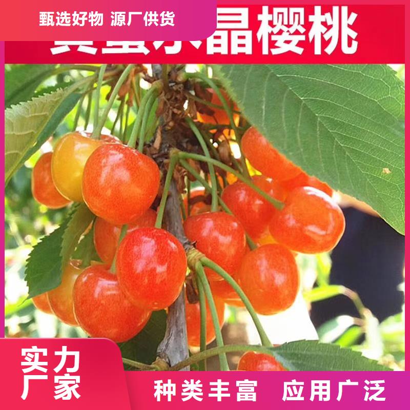 樱桃-苹果苗厂家直销大量现货