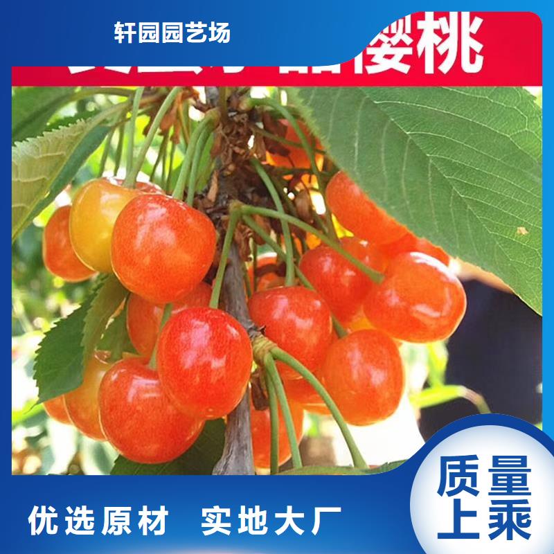 樱桃,葡萄苗精工细致打造
