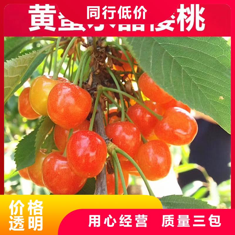 樱桃樱桃苗自产自销